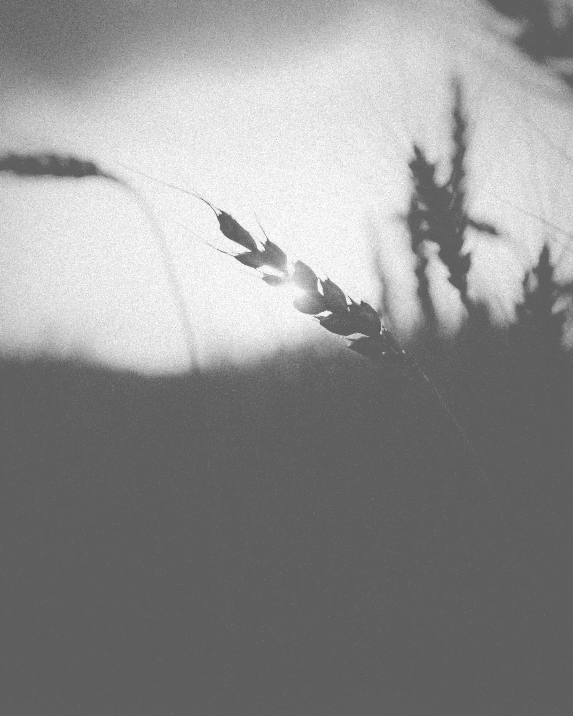 kirill-pershin-1085748-unsplash_PROVA